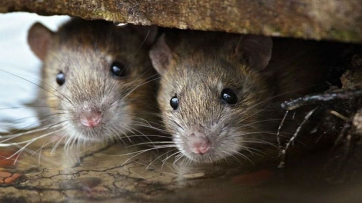شناسایی ۵۰ هزار کلونی موش در پایتخت! + فیلم