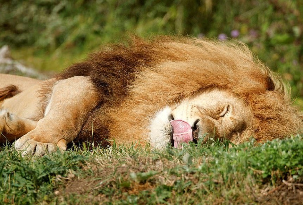 طاق‌باز خوابیدن یک شیر! +عکس