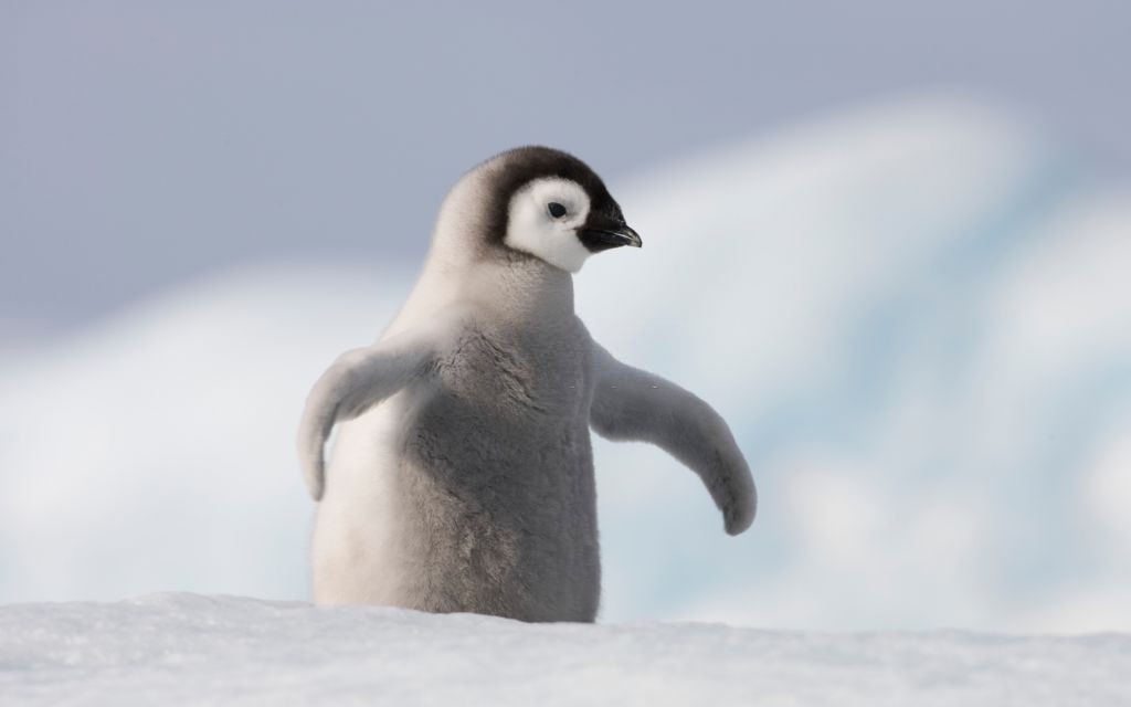 مرغ کاکایی، بچه پنگوئن را زنده زنده خورد! + فیلم