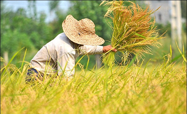 ۳ماه درباره واردات برنج سکوت کنید