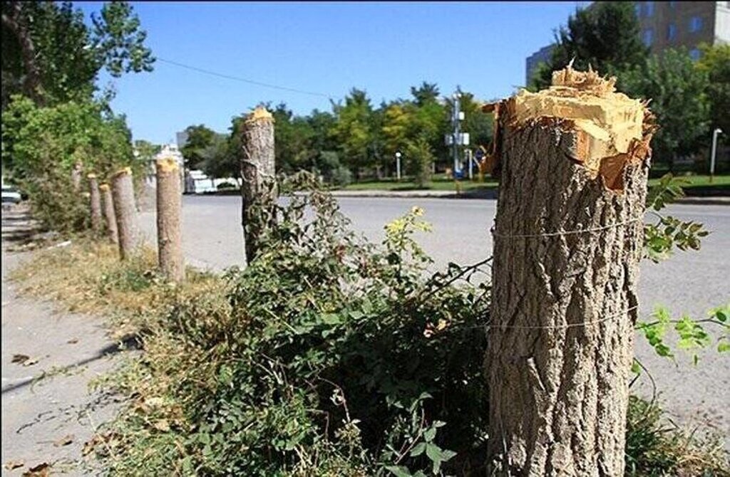 تکذیب قطع درختان سعدآباد