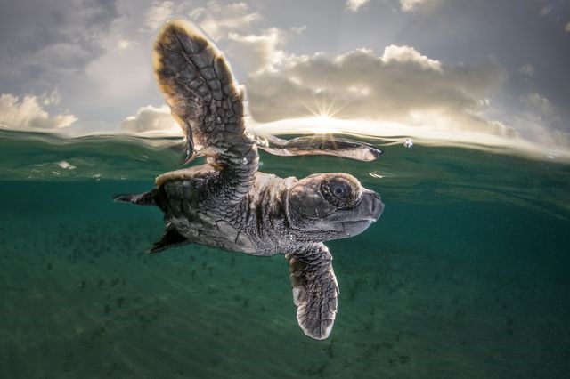 تخریب زیستگاه لاک‌پشت‌ها برای پرورش میگو