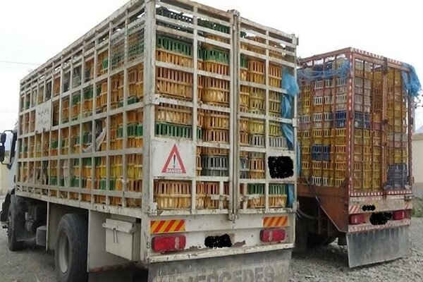 ساماندهی شبکه توزیع مرغ در استان‌ ها