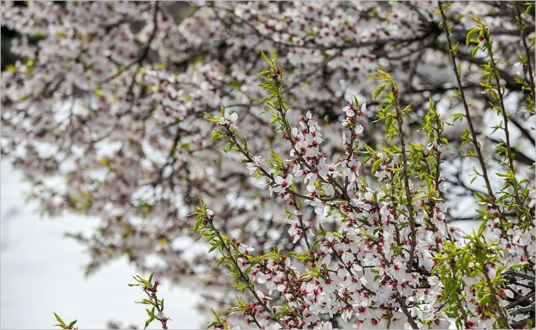  بهار برفی در روستاهای اطراف قم +تصاویر