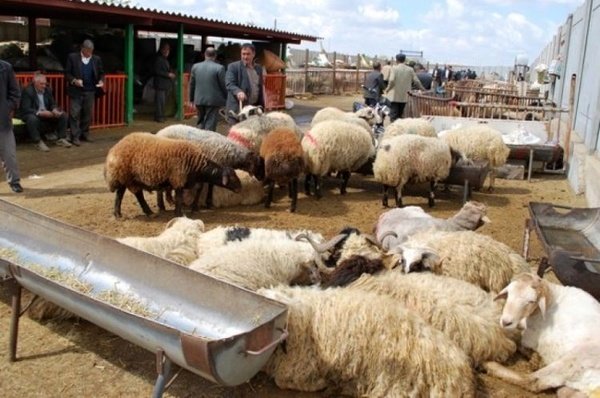 قیمت گوسفند زنده بیش از ۱۶۰ درصد گران شد!