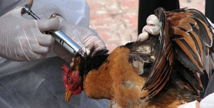 گونه جدید آنفلوانزای مرغی کشورهای آسیایی را درگیر کرد