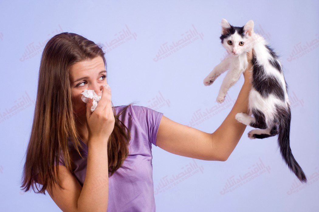 آلرژی به گربه