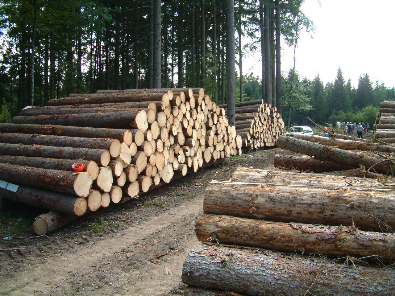  افزایش برداشت قاچاقی چوب از جنگل‌های کشور
