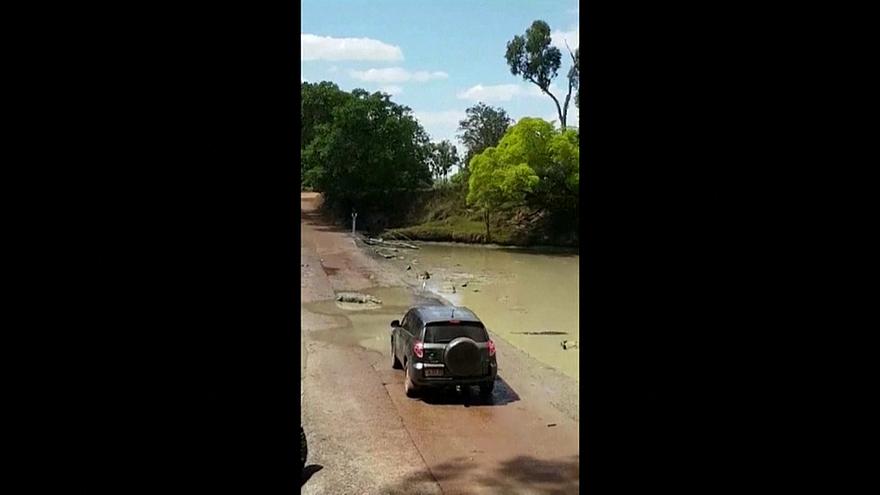 کروکودیل‌ها ،خطرناک‌ترین جاده استرالیا را مسدود کردند +فیلم