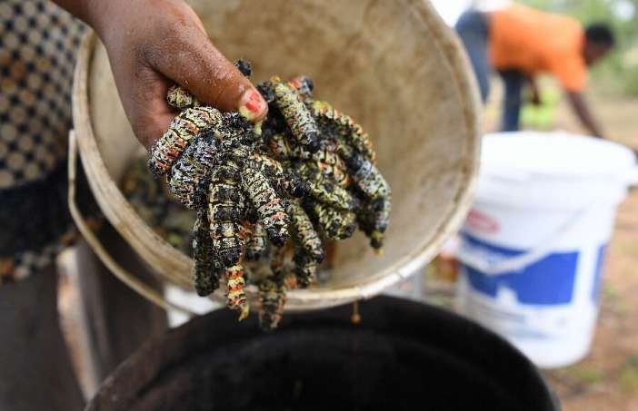 غذای عجیب مردم بوتسوانا +عکس