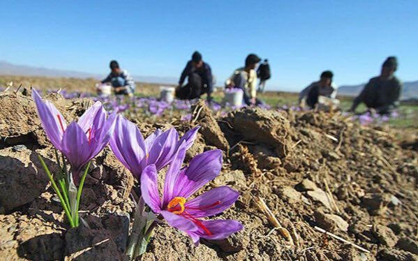 تولید ۹۶درصد زعفران دنیا در ایران