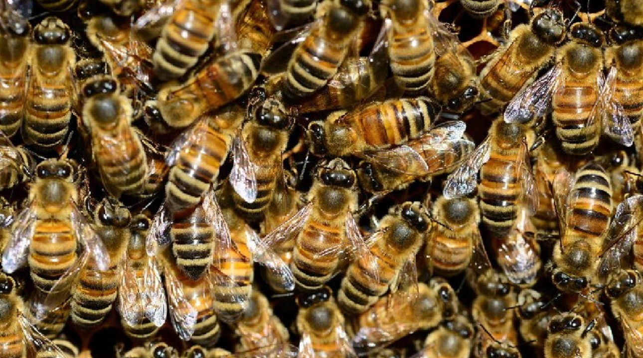 واکنش باورنکردنی زنبورها به حمل ملکه شان در مشت یک مرد! + فیلم
