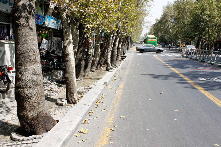خیابان ولیعصر گوهر تهران است و باید حفظ شود/ انتقاد جدی به کم‌کاری در حوزه حفظ و صیانت از چنارهای طولانی‌ترین خیابان تهران