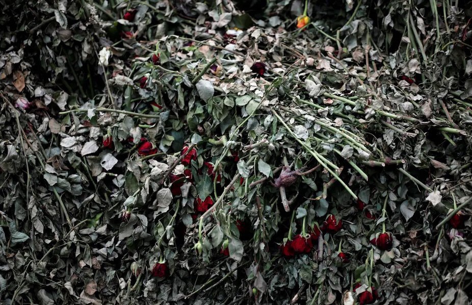 پلاسیدگی صدها هزار شاخه گل رُز پرورش داده شده در کنیا
