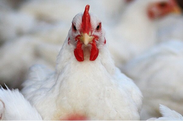 کشف بیش از ۲.۵تن مرغ زنده قاچاق 