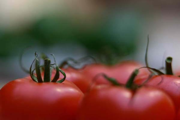 علت صادرات گوجه‌فرنگی با وجود ممنوعیت صادرات