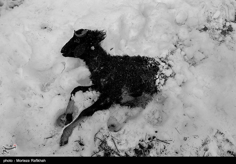 بحران برف در گیلان پس از شش روز +عکس