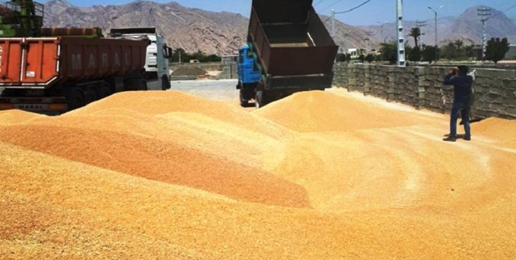 ایران سال آینده 16.8میلیون تن گندم تولید می‌کند