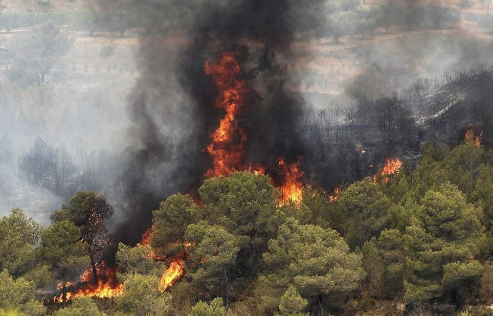 ۱۰۰فقره آتش سوزی جنگل‌ها در نوروز ۹۷