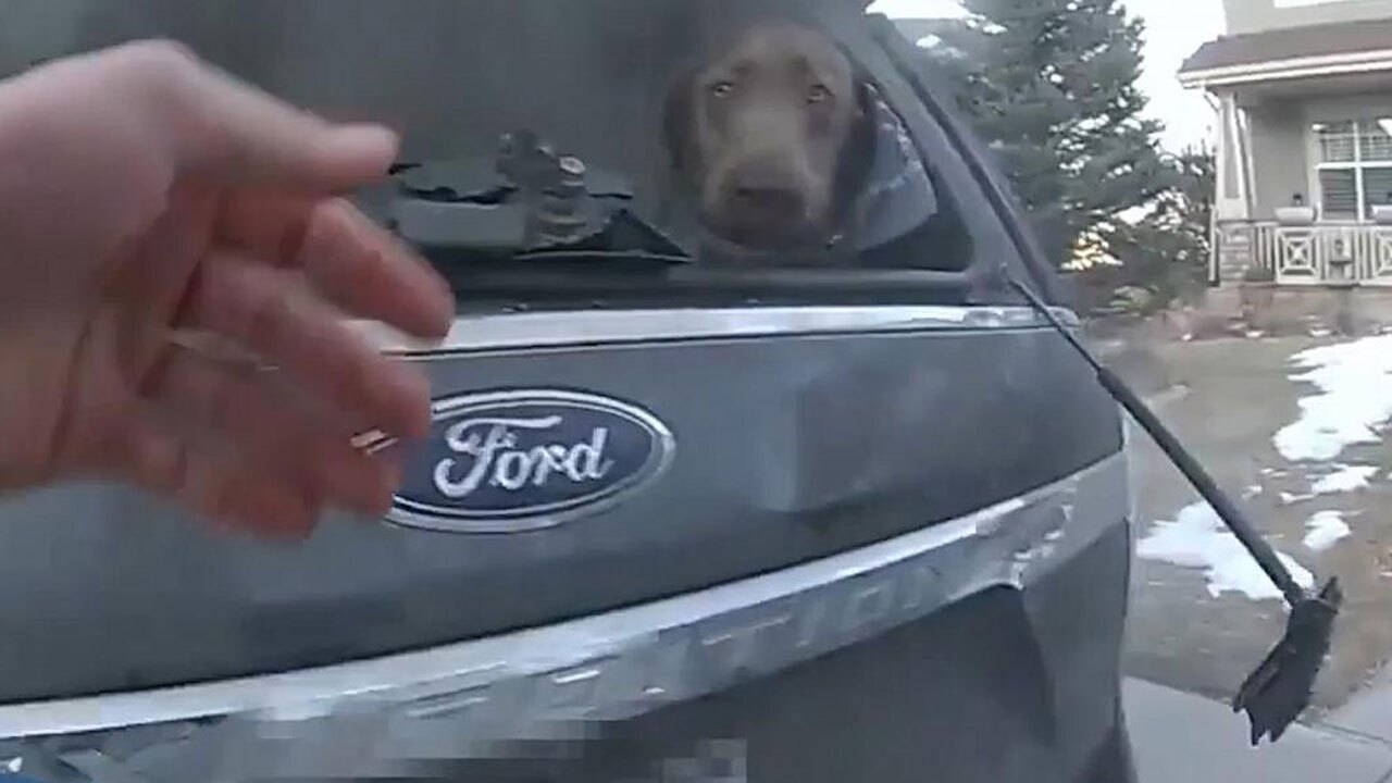 نجات سگ از خودروی آتش گرفته + فیلم
