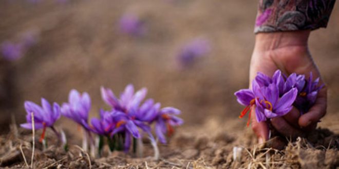 پیش‌بینی افزایش 10درصدی قیمت زعفران در نوروز