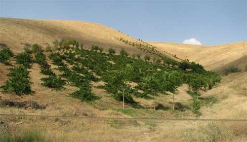 امهال تسهیلات کشاورزان خسارت‌دیده ناشی از حوادث غیرمترقبه استان آذربایجان شرقی