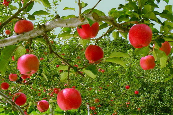  آفت دانشگاه در باغ سیب 