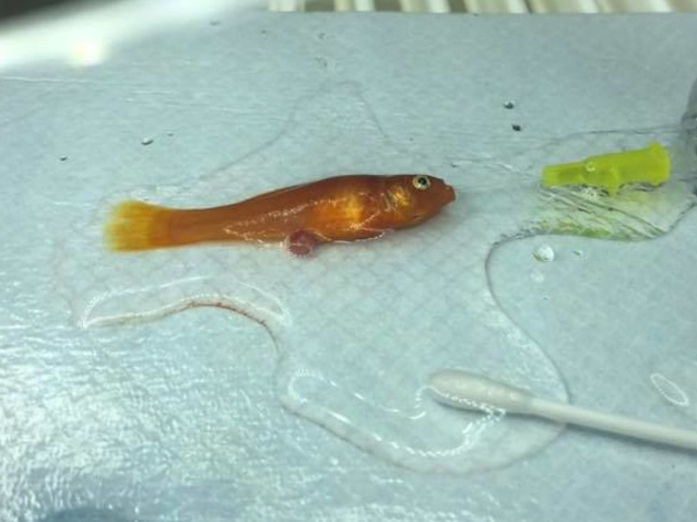 جراحی کمیاب و نجات بخش معده یک ماهی بسیار کوچک