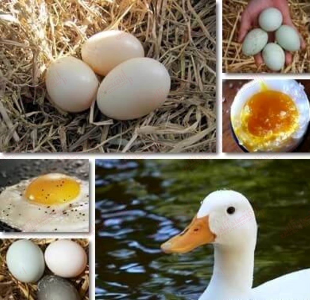 تخم اردک در مقابل تخم‌ مرغ