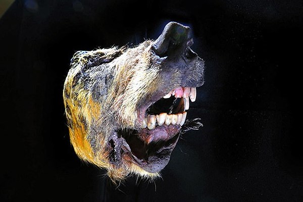 کشف سر 40هزار ساله یک گرگ +تصاویر