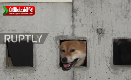 سگ‌هایی که جاذبه توریستی ژاپن شدند! +فیلم 