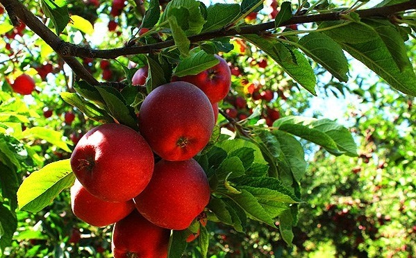 پیش‌بینی تولید ۳.۷میلیون تُن سیب درختی