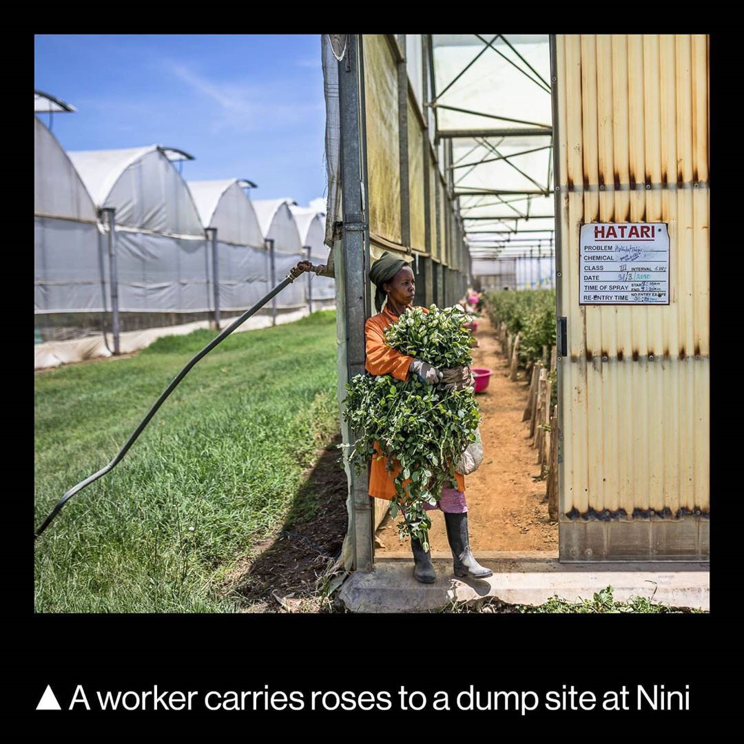 صنعت گل و گیاه جهان به‌خاطر کرونا چقدر ضرر کرد؟ +تصاویر