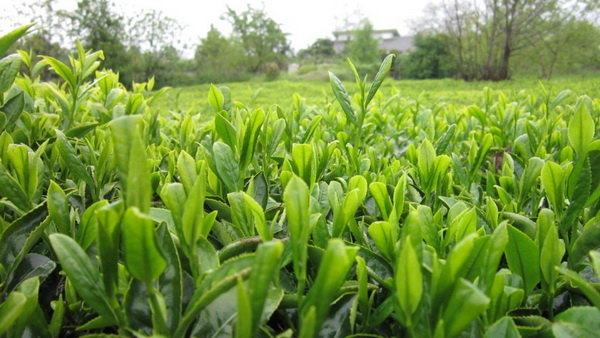 پرداخت ۱.۵میلیارد تسهیلات بهزراعی باغات چای
