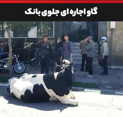 توضیح بانک ملی ایران درباره تقاضای تسویه بدهی با گاو