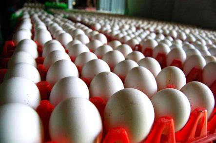 صادرات ۶۰ محموله تخم مرغ از محل خرید تضمینی به عراق و افغانستان