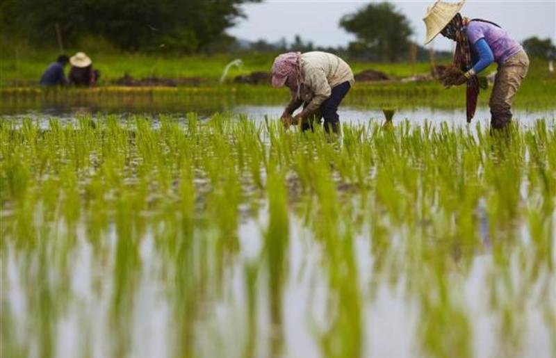 فقط ۲ استان شمالی کشور مجاز به کشت برنج هستند

