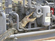 تمساح مهمان ناخوانده عسلویه! +عکس