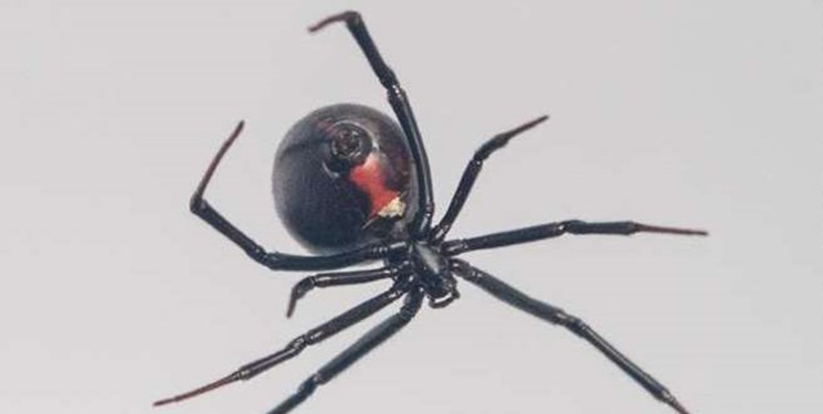 راز چگونگی ساخت تار عنکبوت بیوه سیاه کشف شد