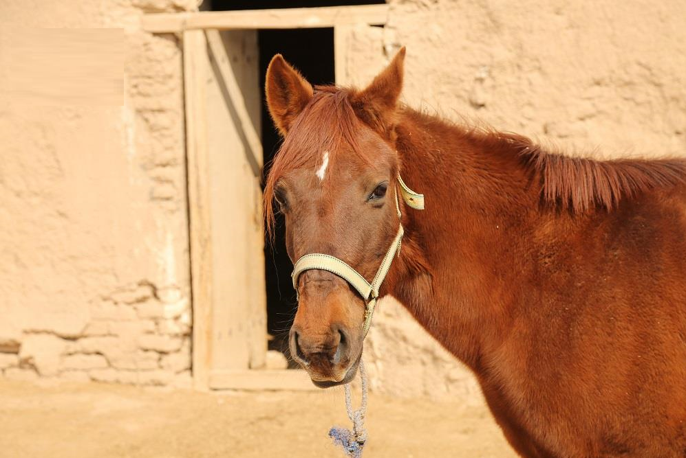پرورش اسب در دل روستایی کوچک +تصاویر