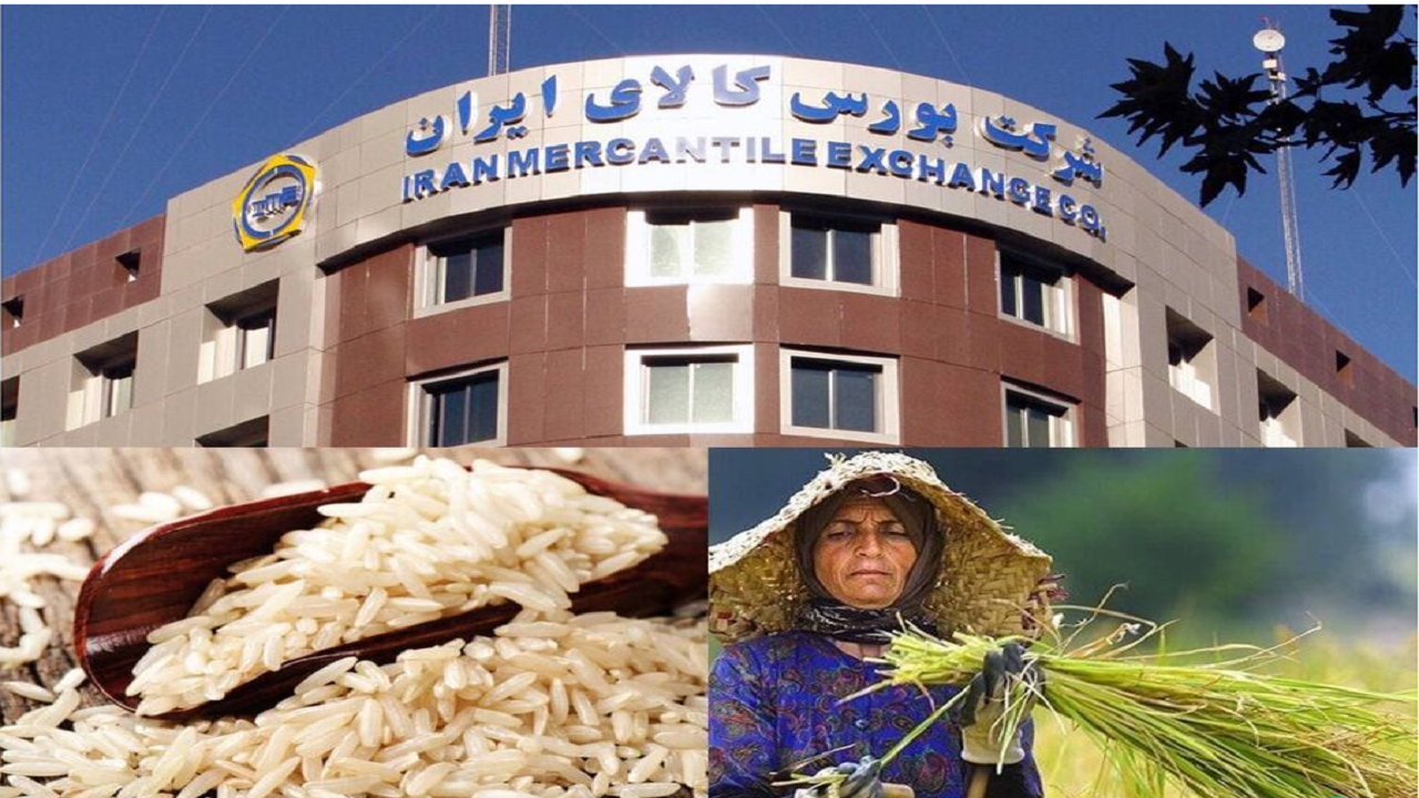 فروش برنج در بورس کالا آغاز شد