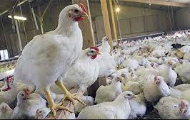 مرغداران جوجه‌ریزی را کاهش می‌دهند