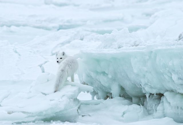 شکار روباه قطبی در عکس روز نشنال جئوگرافیک +تصویر