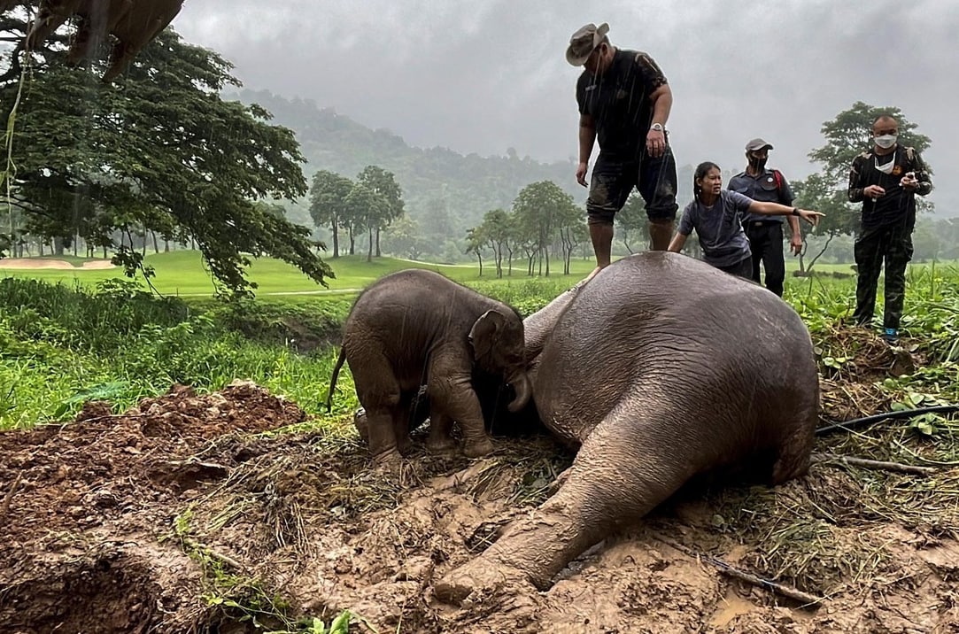 عملیات نفس گیر نجات فیل با CPR + فیلم