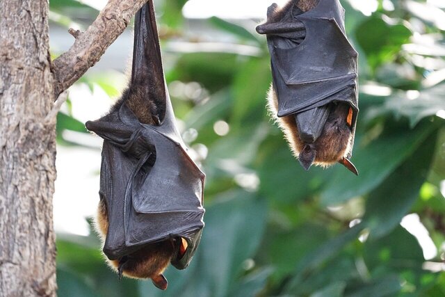 یافته جدید دانشمندان در درمان کرونا با الهام از توانایی خفاش