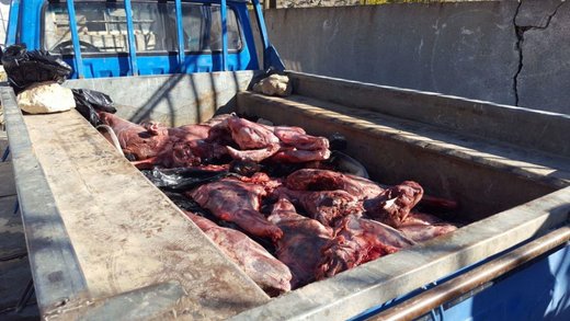 شکارچیان غیرمجاز گراز در خرم آباد دستگیر شدند