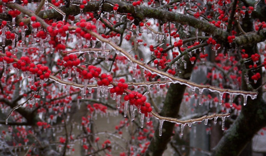 باغداران از سرما ۴۰ هزار میلیارد تومان خسارت دیدند