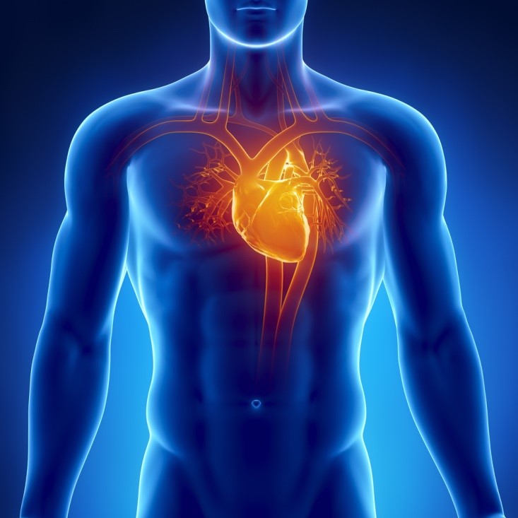 آناتومی و فیزیولوژی دستگاه قلبی عروقی و عملکرد قلب انسان