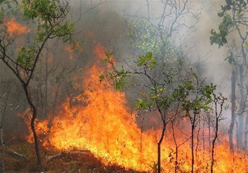 علت 95درصد آتش سوزی در جنگل‌ها عامل انسانی است