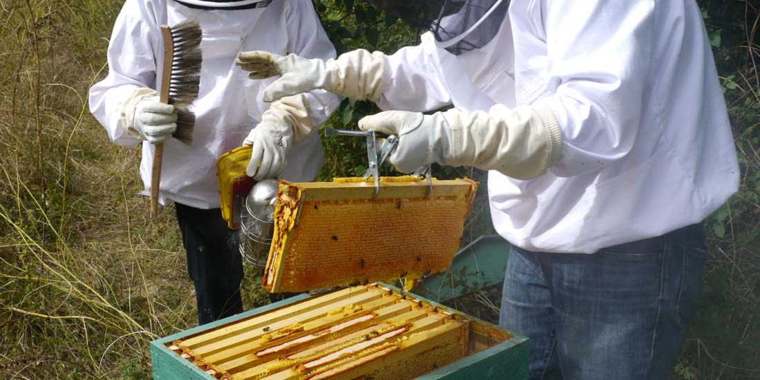 هشدار درباره عرضه عسل‌های تقلبی